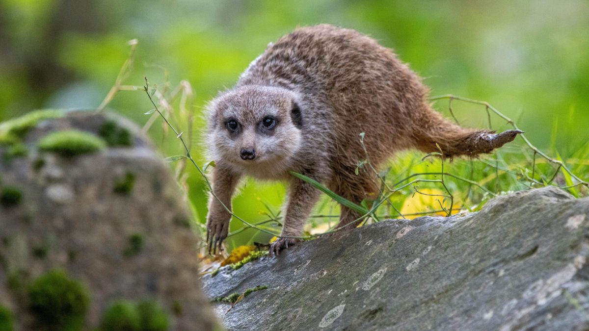 Erdmännchen Steckbrief: Größe, Gewicht, Nahrung und Lebensdauer